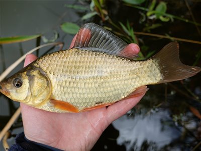 Guldfisk / sølvkarusse (Carassius auratus) Fanget ved medefiskeri.  Østjylland, (sted ikke oplyst) (Sø / mose) guldfiskefiskeri