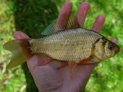 Guldfisk / sølvkarusse (Carassius auratus) Fanget ved medefiskeri.  Østjylland, (sted ikke oplyst) (Sø / mose) guldfiskefiskeri