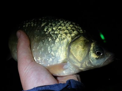 Guldfisk / sølvkarusse (Carassius auratus) Fanget ved medefiskeri.  Nordsjælland, (sted ikke oplyst) (Sø / mose) guldfiskefiskeri