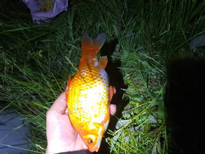 Guldfisk / sølvkarusse (Carassius auratus) Fanget ved medefiskeri. 
Denne guldfisk / sølvkarusse blev genudsat. Østjylland, (sted ikke oplyst) (Sø / mose) guldfiskefiskeri
