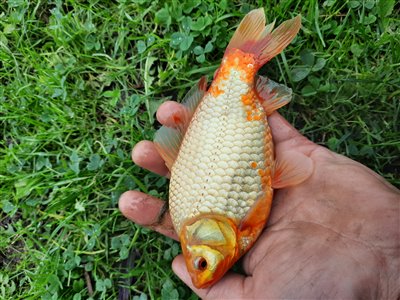 Guldfisk / sølvkarusse (Carassius auratus) Fanget ved medefiskeri. Flot guldfisk den kom med hjem i min guldfiske dam Østjylland, (sted ikke oplyst) (Sø / mose) guldfiskefiskeri