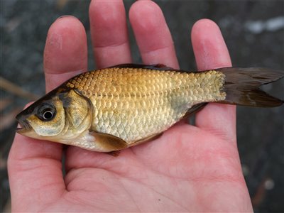 Guldfisk / sølvkarusse (Carassius auratus) guldfiskefiskeri, 