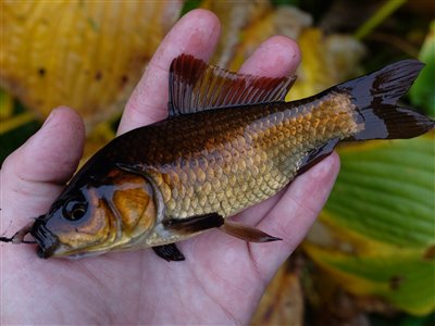 Guldfisk / sølvkarusse (Carassius auratus) Fanget ved medefiskeri.  Østjylland, (sted ikke oplyst) (Å / bæk) guldfiskefiskeri