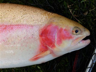 Guldørred (Oncorhynchus mykiss) guldørredfiskeri, regnbueørred, put and take, dambrug, 