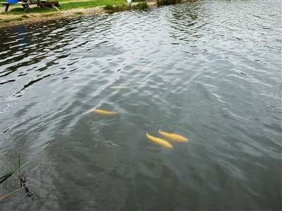 Guldørrederne var nemme at spotte, her ses en lille flok på 5 fisk.