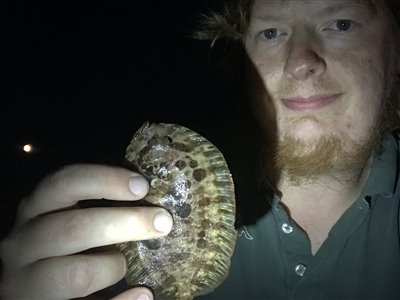 Hårhvarre (Zeugopterus punctatus) Fanget ved medefiskeri. 
Denne hårhvarre blev genudsat. Østjylland, (sted ikke oplyst) (Havn / mole) hårhvarrefiskeri, fladfisk