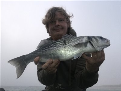 Havbars (Dicentrarchus labrax) Fanget ved spinnefiskeri. 
Denne havbars blev genudsat. Vestjylland, (sted ikke oplyst) (Kyst) havbarsfiskeri, rovfisk