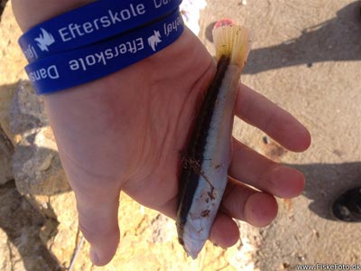 Havkarusse (Ctenolabrus rupestris) Fanget ved medefiskeri. Kender ikke arten
Denne fisk blev genudsat. Bornholm, (sted ikke oplyst) (Hav) havkarussefiskeri, havn, høfde. mole