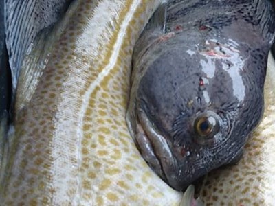 Havkat (Anarhichas lupus) havkattefiskeri, koteletfisk