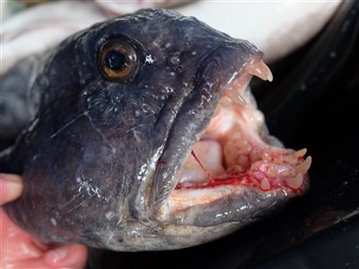 Havkat (Anarhichas lupus) havkattefiskeri, havkatfiskeri, koteletfisk