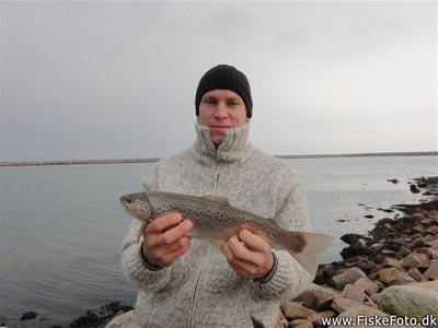 Havørred (Salmo trutta forma trutta) Fanget ved medefiskeri. 
Denne havørred blev hjemtaget. Østjylland, Århus Havn (Havn / mole) havørredfiskeri, blink, tobis, flue, overspringer, grønlænder, nedfaldsfisk, blankfisk