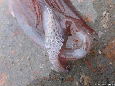 Her ses den tiarmede blækspruttes arme.