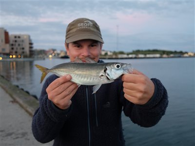 Hestemakrel (Trachurus trachurus) Fanget ved spinnefiskeri. Ny personlig rekord i hestemakrel. Østjylland, Fredericia Havn (Havn / mole) hestemakrelfiskeri, makrelforfang, århus havn