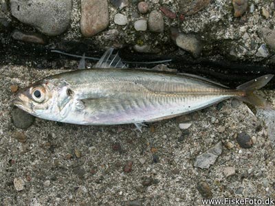 Hestemakrel (Trachurus trachurus) hestemakrelfiskeri, makrelforfang, århus havn, 