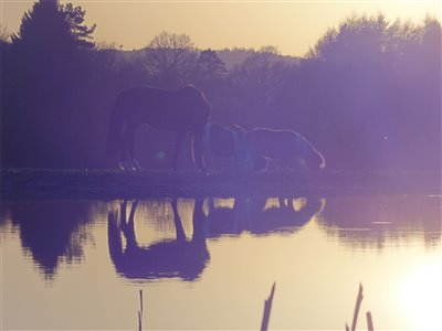 Hestene ved søen.