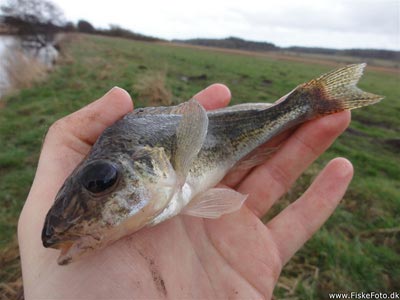 Hork (Gymnocephalus cernua) Fanget ved medefiskeri. En lækker art! Østjylland, Århus Å (Å / bæk) horkfiskeri, aborre, lille, regnorm