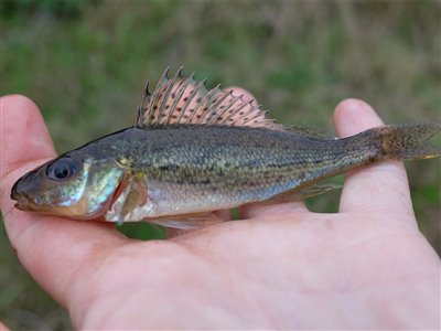 Hork (Gymnocephalus cernua) Fanget ved medefiskeri.  Vestjylland, Vonå (Å / bæk) horkfiskeri, aborre, lille, regnorm
