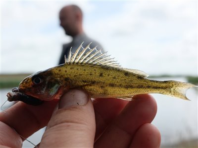 Hork (Gymnocephalus cernua) Fanget ved medefiskeri.  Vestjylland, Vonå (Å / bæk) horkfiskeri, aborre, lille, regnorm