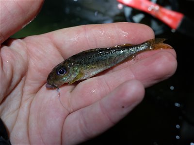 Hork (Gymnocephalus cernua) Fanget ved medefiskeri.  Østjylland, (sted ikke oplyst) (Sø / mose) horkfiskeri, aborre, lille, regnorm