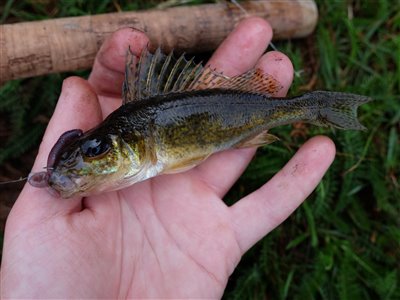 Hork (Gymnocephalus cernua) Fanget ved medefiskeri. Hork! Vestjylland, Skjern Bådehavn (Sø / mose) horkfiskeri, aborre, lille, regnorm