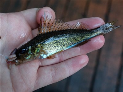 Hork (Gymnocephalus cernua) Fanget ved medefiskeri. En lille hork fra åen. Østjylland, tilløb til Gudenåen (Å / bæk) horkfiskeri, aborre, lille, regnorm