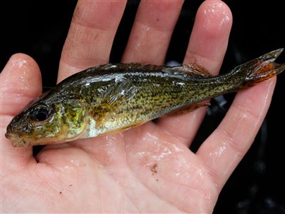 Hork (Gymnocephalus cernua) Fanget ved medefiskeri.  Østjylland, tilløb til Gudenåen (Å / bæk) horkfiskeri, aborre, lille, regnorm