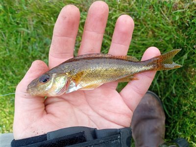 Hork (Gymnocephalus cernua) Fanget ved medefiskeri.  Vestjylland, Nissum fjord (Fjord) horkfiskeri, aborre, lille, regnorm
