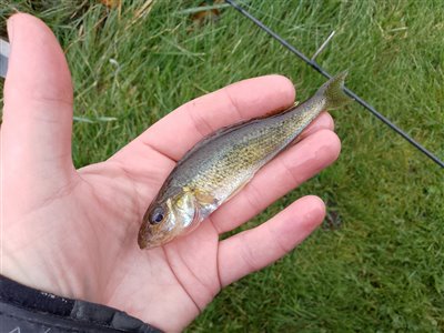 Hork (Gymnocephalus cernua) Fanget ved medefiskeri.  Vestjylland, Nissum fjord (Fjord) horkfiskeri, aborre, lille, regnorm