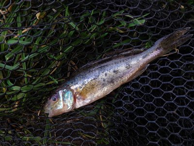 Hork (Gymnocephalus cernua) Fanget ved medefiskeri. 
Denne hork blev genudsat. Vestjylland, (sted ikke oplyst) (Å / bæk) horkfiskeri, aborre, lille, regnorm
