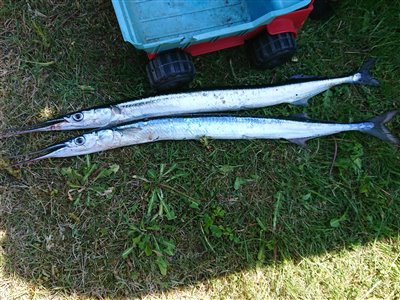 Hornfisk (Belone belone) Fanget ved dørgning / trolling. 
Denne hornfisk blev hjemtaget. Østjylland, Båd As-vig (Hav) hornfiskefiskeri, game fish, blink, silkekrog