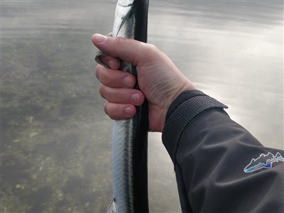 Hornfisk (Belone belone) Fanget ved fluefiskeri. 
Denne hornfisk blev genudsat. Nordjylland, Mariager fjord (Fjord) hornfiskefiskeri, game fish, blink, silkekrog