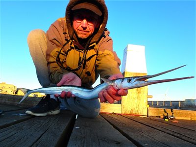 Hornfisk (Belone belone) Fanget ved medefiskeri. en af to flotte hornfisk, begge på 75 cm
Denne hornfisk blev hjemtaget. Vestjylland, (sted ikke oplyst) (Hav) hornfiskefiskeri, game fish, blink, silkekrog