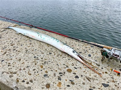 Hornfisk (Belone belone) Fanget ved medefiskeri. 
Denne hornfisk blev hjemtaget Vestjylland, Hvide Sande (Havn / mole) hornfiskefiskeri, game fish, blink, silkekrog