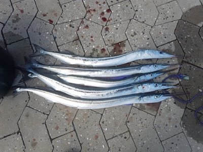 Hornfisk (Belone belone) Fanget ved medefiskeri. 5 fine Hornfisk blev det også til.


Denne hornfisk blev hjemtaget. Østjylland, Fredericia Havn (Havn / mole) hornfiskefiskeri, game fish, blink, silkekrog