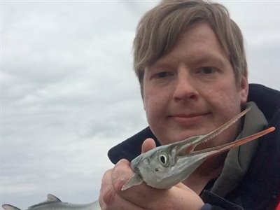 Hornfisk (Belone belone) Fanget ved spinnefiskeri.  Vestjylland, (sted ikke oplyst) (Havn / mole) hornfiskefiskeri, game fish, blink, silkekrog