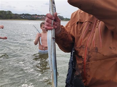 Hornfisk (Belone belone) Fanget ved spinnefiskeri. 
Denne hornfisk blev hjemtaget. Syd- og Sønderjylland, Anslet strand (Kyst) hornfiskefiskeri, game fish, blink, silkekrog