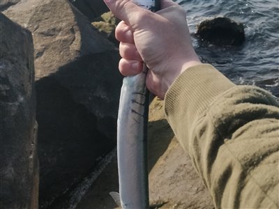 Hornfisk (Belone belone) Fanget ved spinnefiskeri. 
Denne hornfisk blev genudsat. Nordjylland, Skagen (Havn / mole) hornfiskefiskeri, game fish, blink, silkekrog