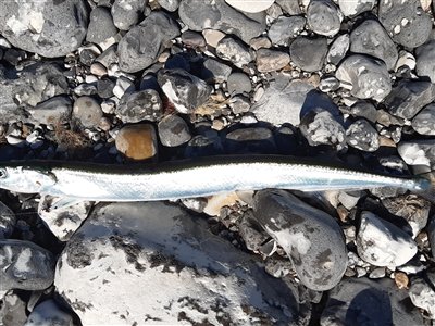 Hornfisk (Belone belone) Fanget ved spinnefiskeri. Denne hornfisk blev genudsat. Østjylland, Glatved Strand (Kyst) hornfiskefiskeri, game fish, blink, silkekrog