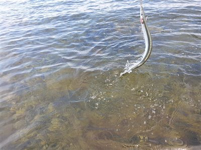Hornfisk (Belone belone) Fanget ved spinnefiskeri. 
Denne hornfisk blev genudsat. Vest- og Sydsjælland, Asnæs (Kyst) hornfiskefiskeri, game fish, blink, silkekrog