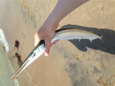 Hornfisk (Belone belone) Fanget ved spinnefiskeri. 
Denne hornfisk blev hjemtaget.
Det er min nye PR hornfisk Nordsjælland, Gilleleje strand (Kyst) hornfiskefiskeri, game fish, blink, silkekrog
