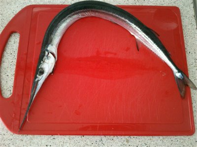 Hornfisk (Belone belone) Fanget ved spinnefiskeri. en lille næbgedde.
Denne hornfisk blev hjemtaget. Østjylland, Hou strand (Kyst) hornfiskefiskeri, game fish, blink, silkekrog