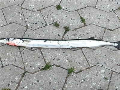 Hornfisk (Belone belone) Fanget ved spinnefiskeri. 
Denne hornfisk blev hjemtaget. Østjylland, (sted ikke oplyst) (Havn / mole) hornfiskefiskeri, game fish, blink, silkekrog