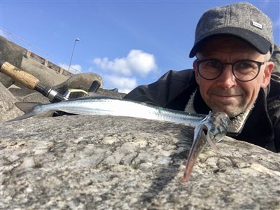 Hornfisk (Belone belone) Fanget ved spinnefiskeri. 
Denne hornfisk blev hjemtaget. Vestjylland, Oddesund Syd (Fjord) hornfiskefiskeri, game fish, blink, silkekrog