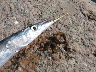 Hornfisk fanget på flådfisket levende reje.