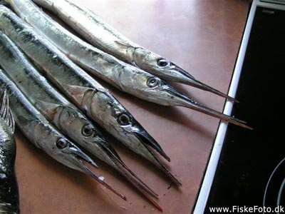 Hornfisk (Belone belone) Fanget ved medefiskeri.  Østjylland, Alrø (Fjord) hornfiskefiskeri, game fish, blink, silkekrog