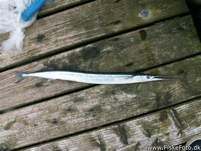 Hornfisk (Belone belone) Fanget ved medefiskeri.  Østjylland, Alrø (Fjord) hornfiskefiskeri, game fish, blink, silkekrog