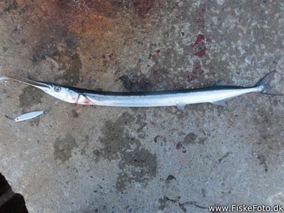 Hornfisk (Belone belone) Fanget ved spinnefiskeri. Denne hornfisk blev hjemtaget. Østjylland, Djursland (Havn / mole) hornfiskefiskeri, game fish, blink, silkekrog