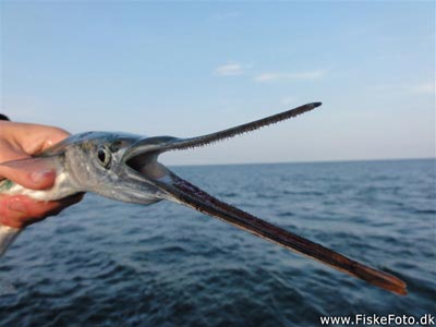 Hornfisk (Belone belone) Fanget ved spinnefiskeri.  Østjylland, Djursland (Havn / mole) hornfiskefiskeri, game fish, blink, silkekrog