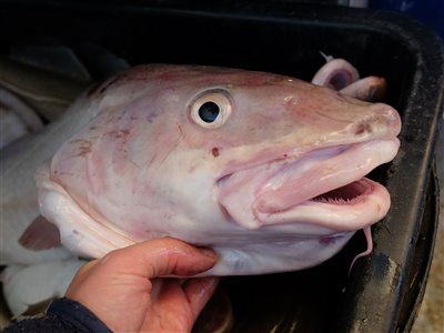 Hovedet på en torsk som vejede 6,2 kilo.