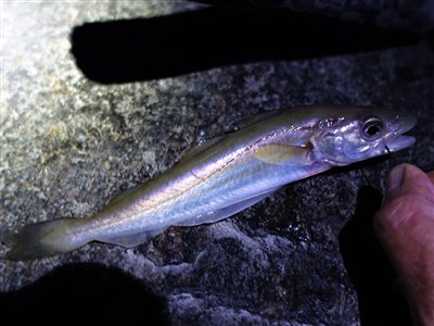 Hvilling (Merlangius merlangus) Fanget ved medefiskeri. 
Denne hvilling blev genudsat. Vestjylland, (sted ikke oplyst) (Havn / mole) hvillingefiskeri, sild, børsteorm, sandorm, spidse, tænder
